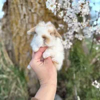 خرگوش لوپی نژاد ترکیش