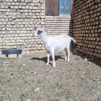 بزسانن(کلار)