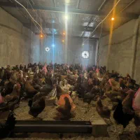 فروش مرغ تخمگذار بومی گلپایگان|حیوانات مزرعه|اصفهان, سرشبادران|دیوار