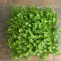 فروش گرین وال