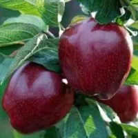 خرید سیب زیر درختی