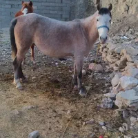 1عدد مادیان چهارسال با 1کره نر