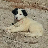 واگذاری توله سگ قهدریجانی(قدرجونی)