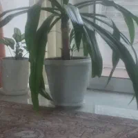 گل اشک ملکه با گلدان