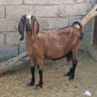 بزشیرا