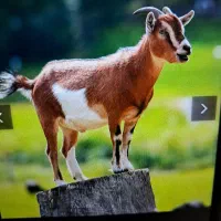 شیر وماست و دوغ باشیر بز موجود است