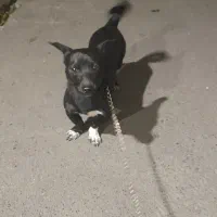 گمشده|حیوانات|مشگین شهر, |دیوار