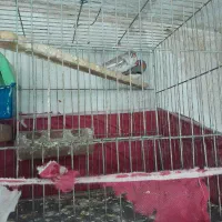 فنچ مولد|پرنده|رباط‌کریم, رباط‌کریم|دیوار