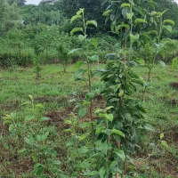 1100زمین-مسکونی-اطاقور