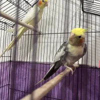 عروس هلندی مولد|پرنده|رشت, گیل|دیوار