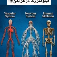 مربی، فیتنس،چربی سوزی،حجم