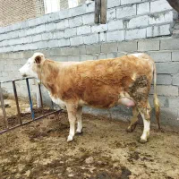 گاو سیمینتال قرمز آبستن