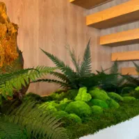 درخت جاودان بنسای دیوارسبز باغچه صخره آینه|گل و گیاه طبیعی|تهران, اکباتان|دیوار