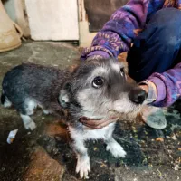 سگ وا گذاری