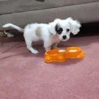 توله پامر اشپیتزدوماهه