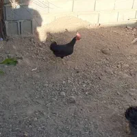 جوجه خروس وجوجه مرغ تخمی جوان|حیوانات مزرعه|مرودشت, مجد آباد|دیوار