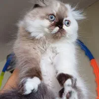 گربه ها ی ماده ۲ونیم ماهه
