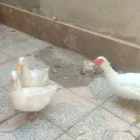 اردک|حیوانات مزرعه|کرج, شهرک امیر المومنین|دیوار