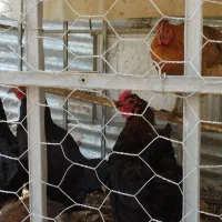 تعداد ۵عدد مرغ تخم گذار محلی اصل نژاد مشهدی