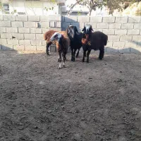 بره نر و ماده|حیوانات مزرعه|گنبد کاووس, |دیوار