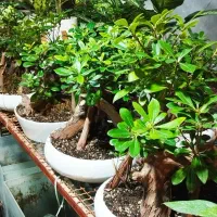 گل میخک هندی پتسپروم و زامیفولیا و آگلونما برفی