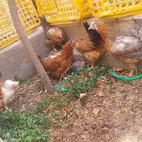 تخم مرغ نوکی رسمی|خوردنی و آشامیدنی|یزد, |دیوار