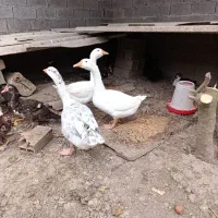 فروش غاز ۷ ماهه وزن دار سالم و سرحال