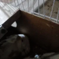 عروس هلندی مولد همراه تخم وجوجه|پرنده|زبرخان, |دیوار