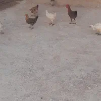 تیله