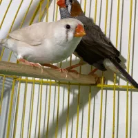 جفت فنچ کینگ سایز بزرگ با پنج تا تخم