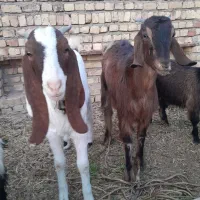 بزغاله دورگ|حیوانات مزرعه|جعفرآباد, |دیوار