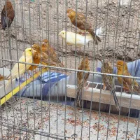 قناری|پرنده|شیراز, جانبازان|دیوار