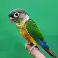 اقیانوس ملنگو گیرینچیک راهب خورشیدی برزیلی شا طوطی