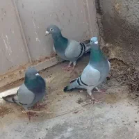 کبوتر پلاکی