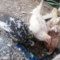 خروس جوان بوقلمون|حیوانات مزرعه|مبارکه, |دیوار