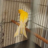 قناری طلایی نر