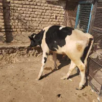 گوساله چاق کشتار|حیوانات مزرعه|پیشوا, |دیوار