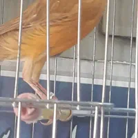 قناری دارچینی سوپر ماده آماده