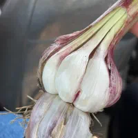 سیر محلی تند و خوش عطر بابل دانه درشت عمده و فله