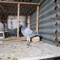 ماده پلاکی|پرنده|مرودشت, ابوذر شمالی‎|دیوار