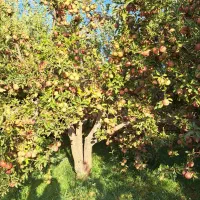 فروش باغچه سپیدان هماشهر دمقنات