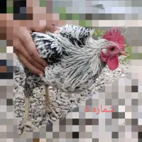 انواع مرغ و خروس نژاددار به همراه توری مرغی|حیوانات مزرعه|زرند, |دیوار