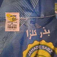 بذر کلزا
