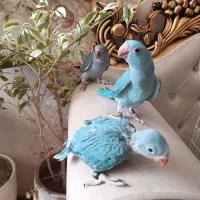 تعدادی جوجه ملنگو و راهب