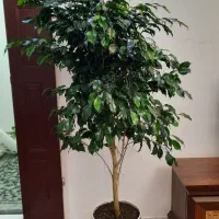 گل بنجامین  بزرگ
