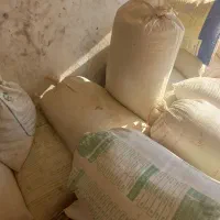 16کیسه جو محلی برا کاشت