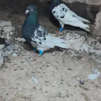 کبوترکله سیاه|پرنده|تربت جام, کلالی|دیوار