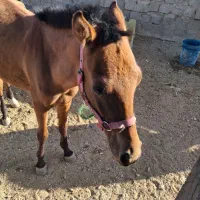 کره اسب|اسب و تجهیزات اسبسواری|دورود, |دیوار