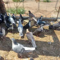 کبوتر