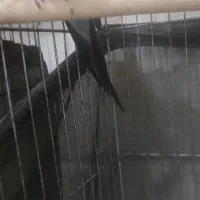 پرنده|پرنده|قشم, |دیوار